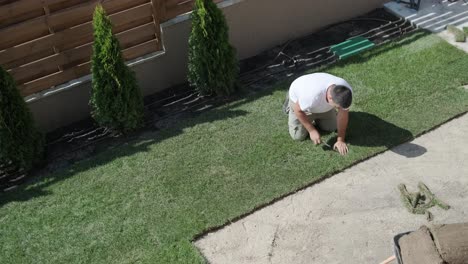 roll of new natural grass turf installed by professional gardener. landscaping industry.