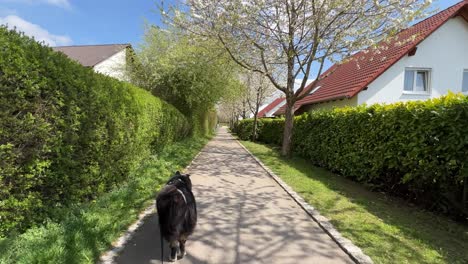 Amplia-Toma-De-Pov-De-Pasear-Al-Perro-Por-Un-Pequeño-Y-Hermoso-Vecindario