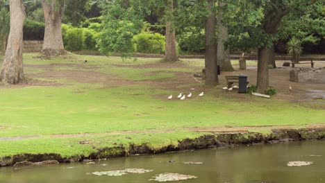 vista de un parque