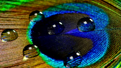 close up or macro of a colorful peacock feather with a drop resting on. the peacock feather full of colors and textures is elegant and decorated.