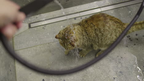 cat being washed in a bathroom