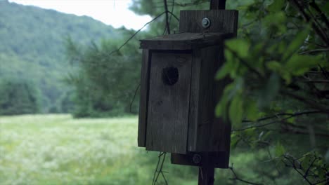 Old-Wooden-Birdhouse-With-Lush-Vegetation-Background-In-Elk-Mountain-Campground