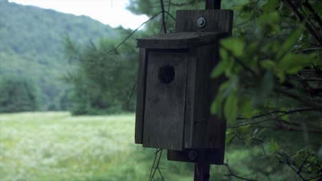 antigua casita para pájaros de madera con fondo de vegetación exuberante en el camping de montaña elk