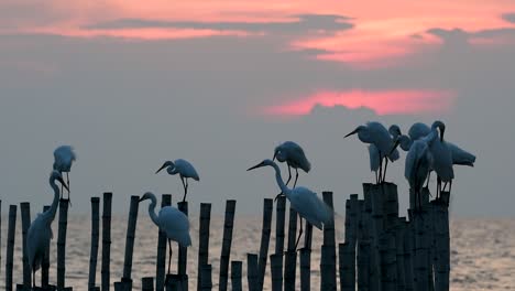 The-Great-Egret,-also-known-as-the-Common-Egret-or-the-Large-Egret