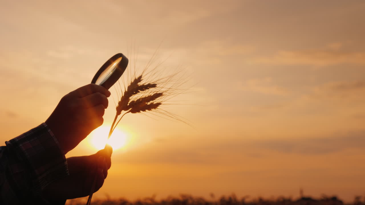 la silueta de las manos del granjero mira las espigas de trigo a través de una lupa