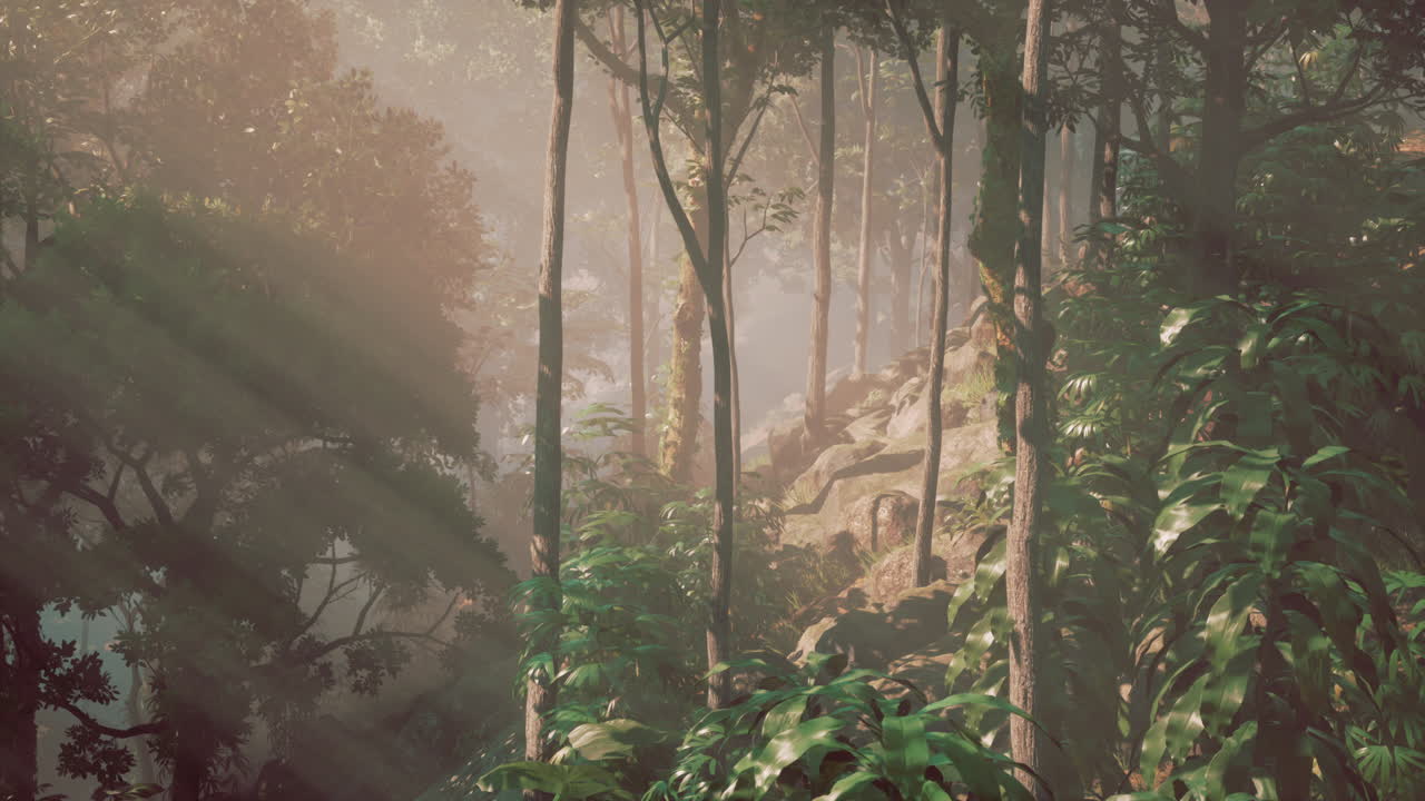 luz del sol del bosque brumoso