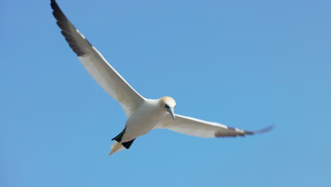 Experience-the-enchanting-world-of-Northern-Gannet-birds-as-they-exhibit-their-natural-behavior-in-stunning-4K-slow-motion