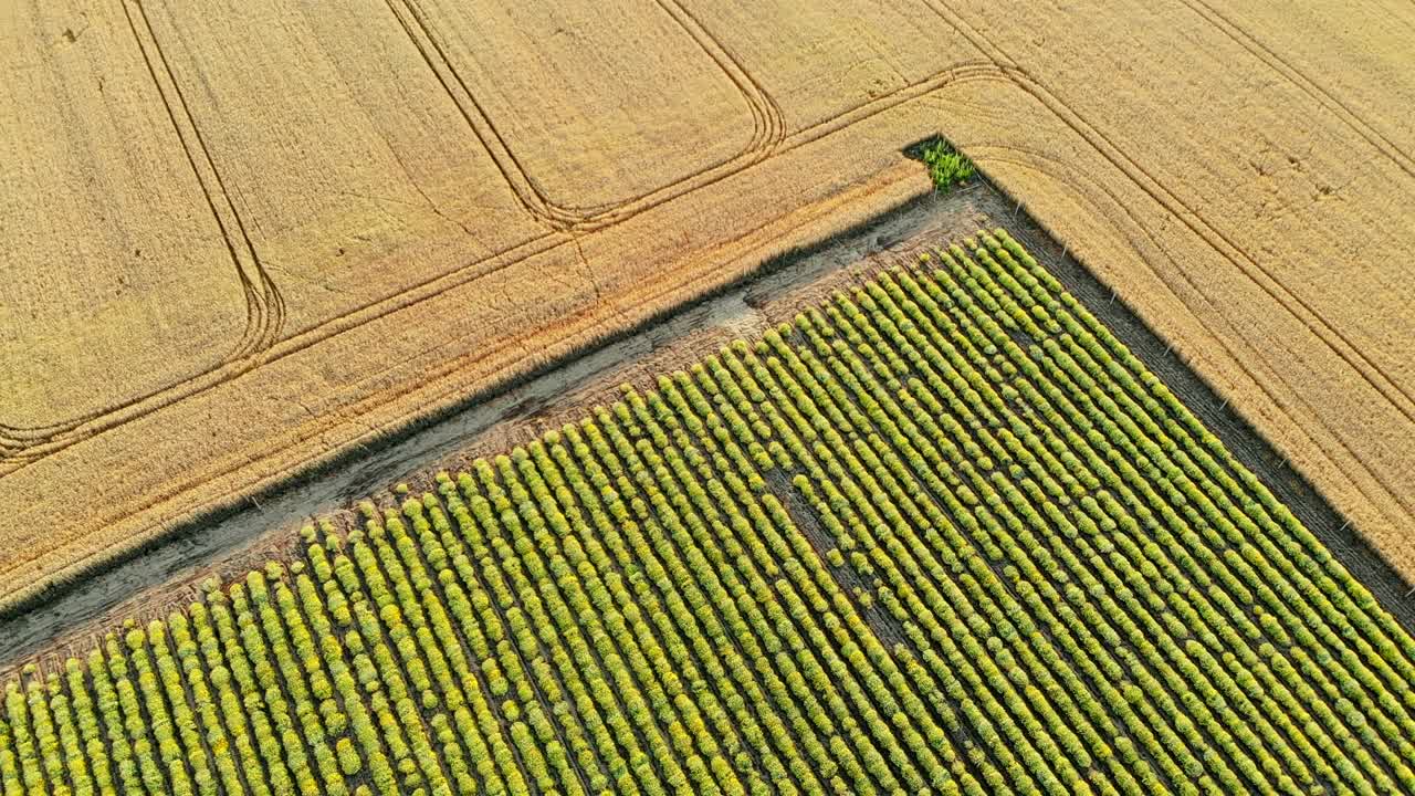 vista aérea de un hermoso campo de plantas de curry en flor en el campo rural.