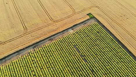 vista aérea de un hermoso campo de plantas de curry en flor en el campo rural.