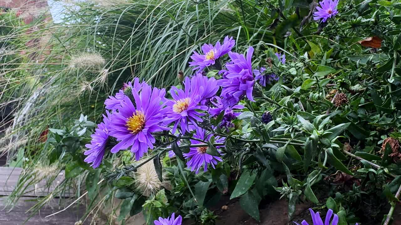 Purple flowers bloom vibrantly in a lush green garden setting