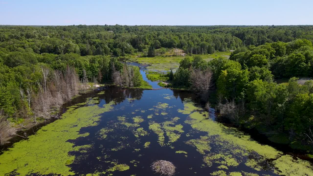 Tomada aérea sobrevoando um pântano em direção a uma barragem de castores perto do Rio Ottawa
