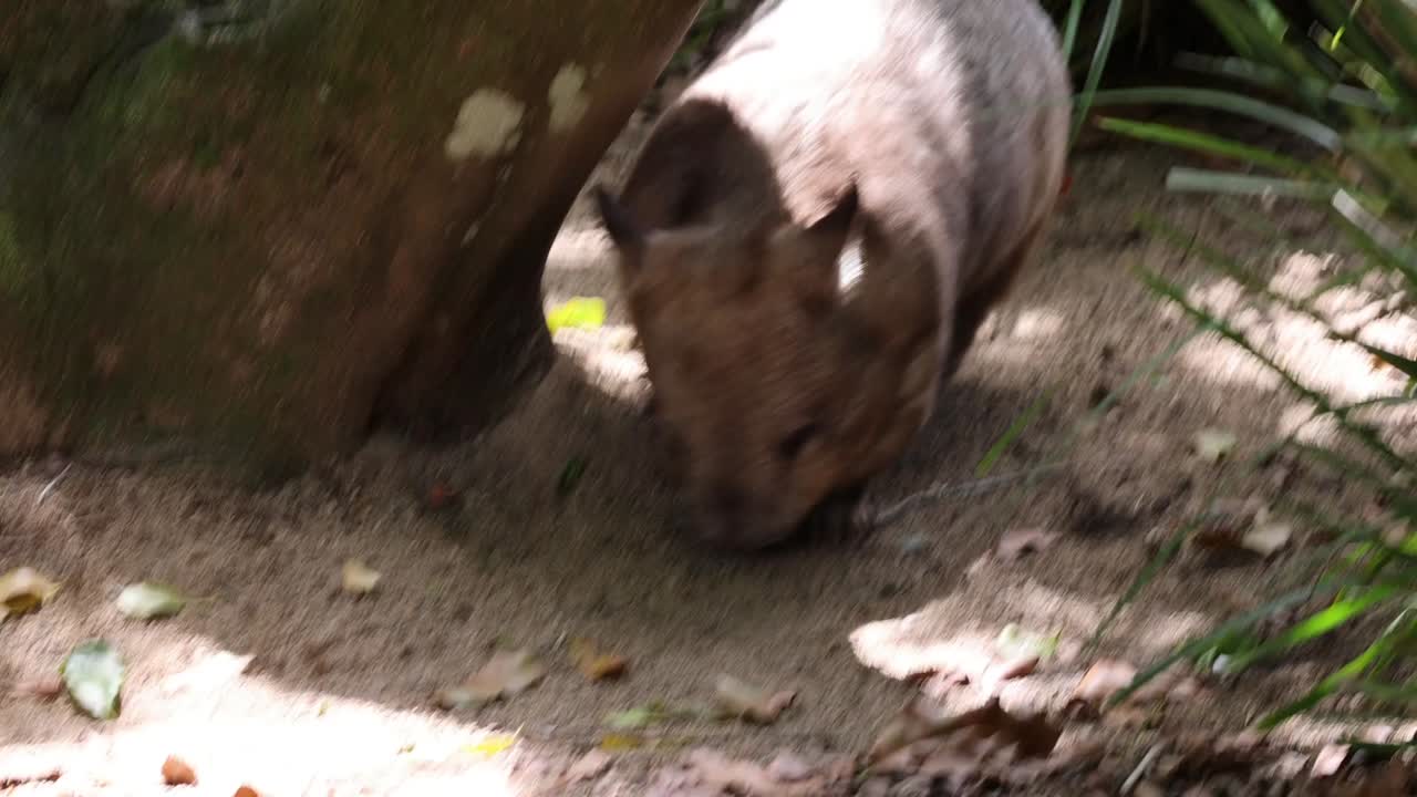 Un wombat annusa il terreno sabbioso mentre cerca cibo vicino a un grande albero nella luce solare screziata