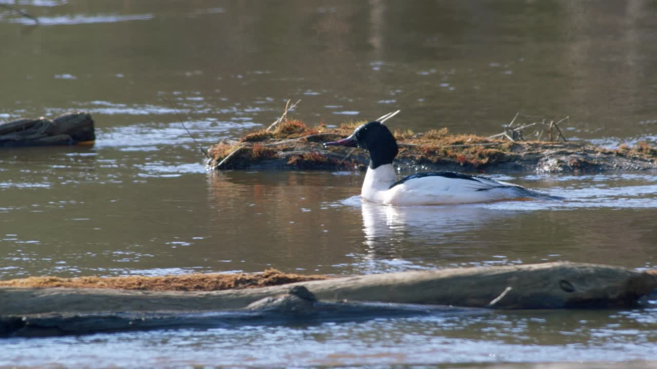 pollo de agua común macho nadando en el río y buceando