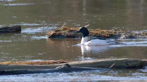 Common-merganser-male-swimming-in-river-and-diving