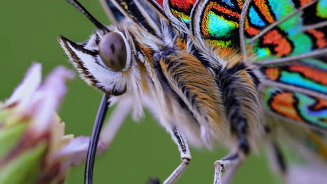 macro close-up of an iridescent butterfly feeding on a flower