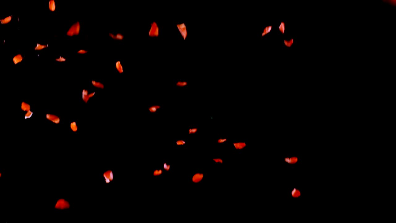 Petali di rosa che cadono