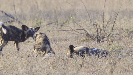 Afrikanischer-Wildhund-Oder-Gemalter-Hund,-Der-Zusammen-Spielt