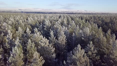 snowy pine forest from above