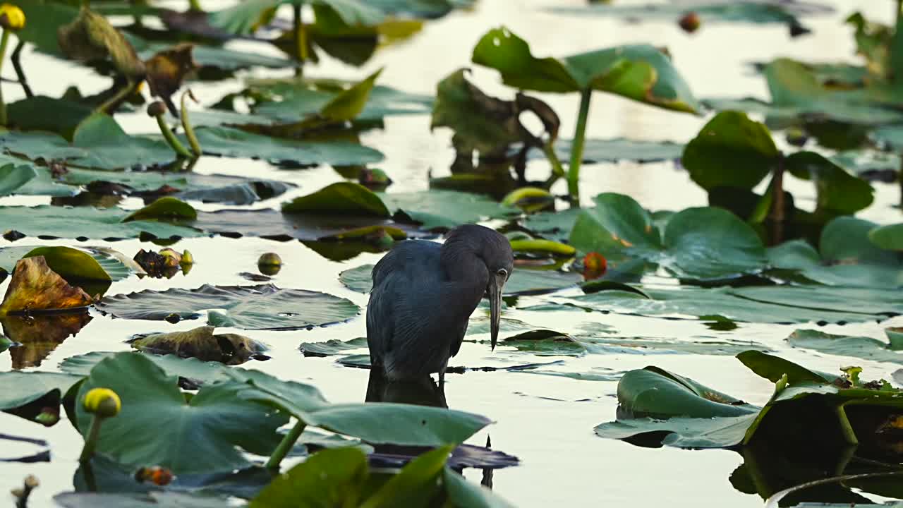 la garza azul en la reserva de powell creek