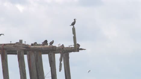 birds sitting on the remains of  bridge