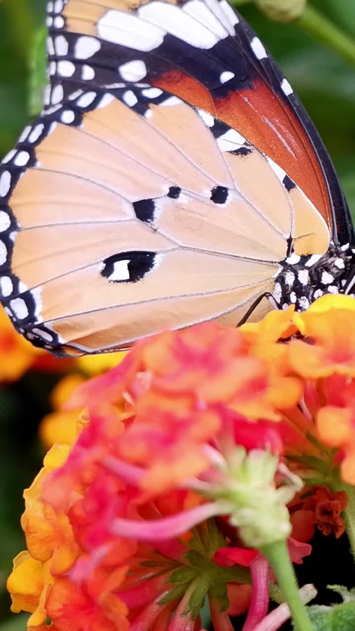 Un'inquadratura verticale dettagliata di una farfalla arancione posata su fiori vivaci rosa e arancioni