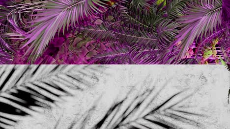 A Shadow of tropical palm leaves on white concrete wall with pink jungle foliage frame. Nature inspired template background. Summer vacation and exotic botanical concept. Design for banner. vertical