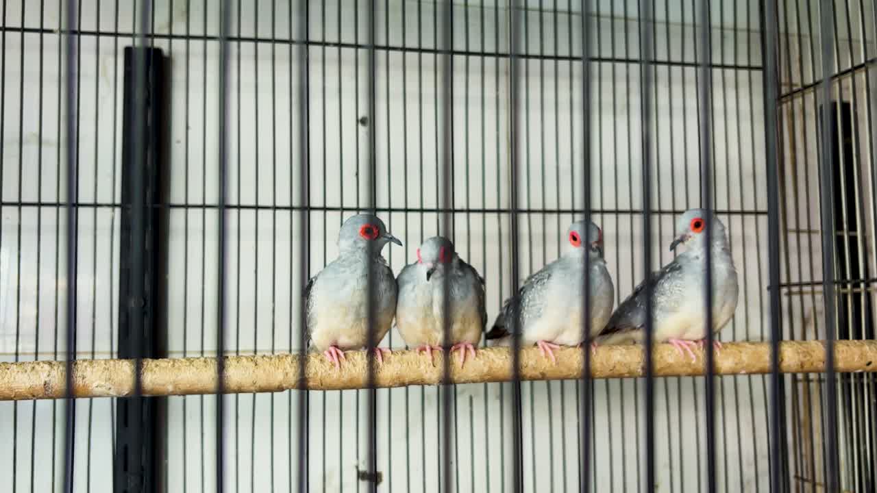 Colombe ornamentali esotiche con anelli rossi intorno agli occhi su un trespolo all'interno di una gabbia