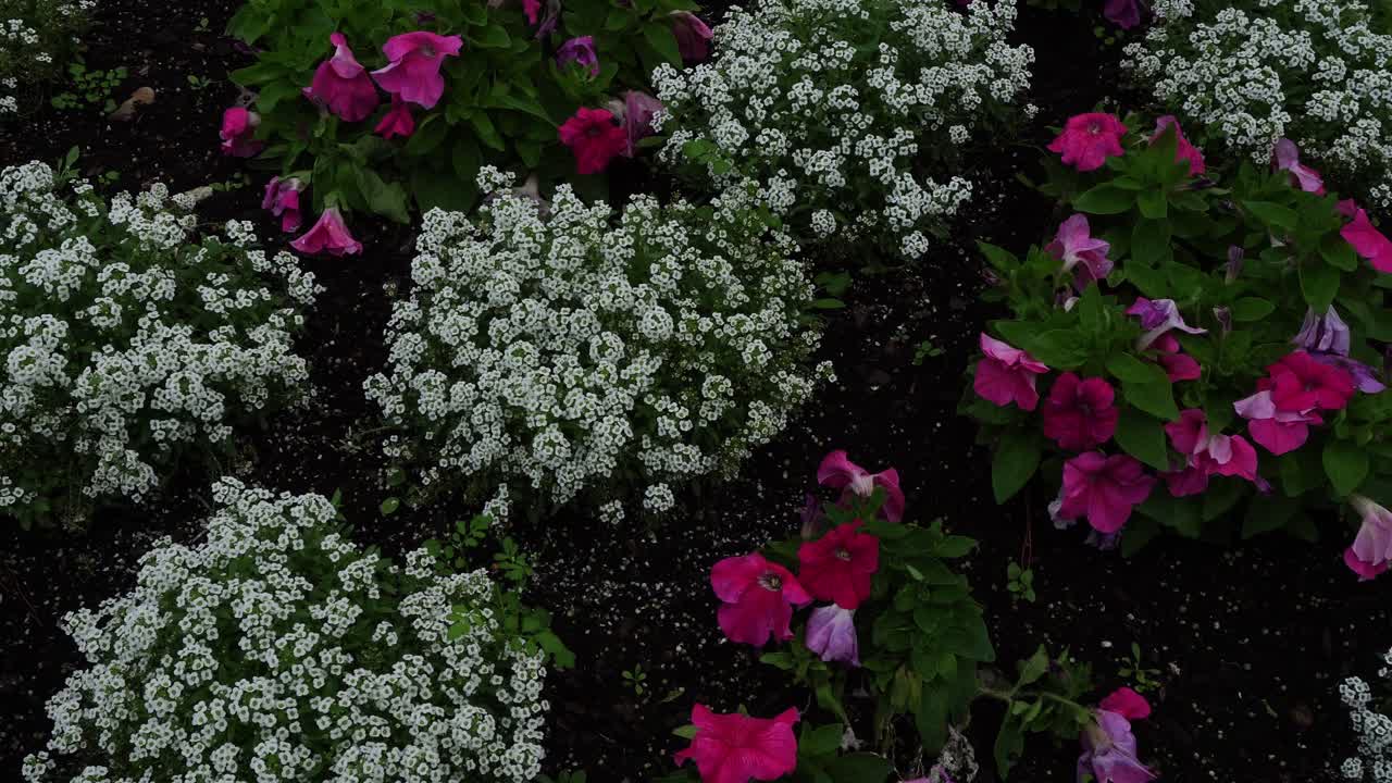 A multitude of small red flowers, along with some slightly larger ones, move with tenderness and softness under the force of the wind