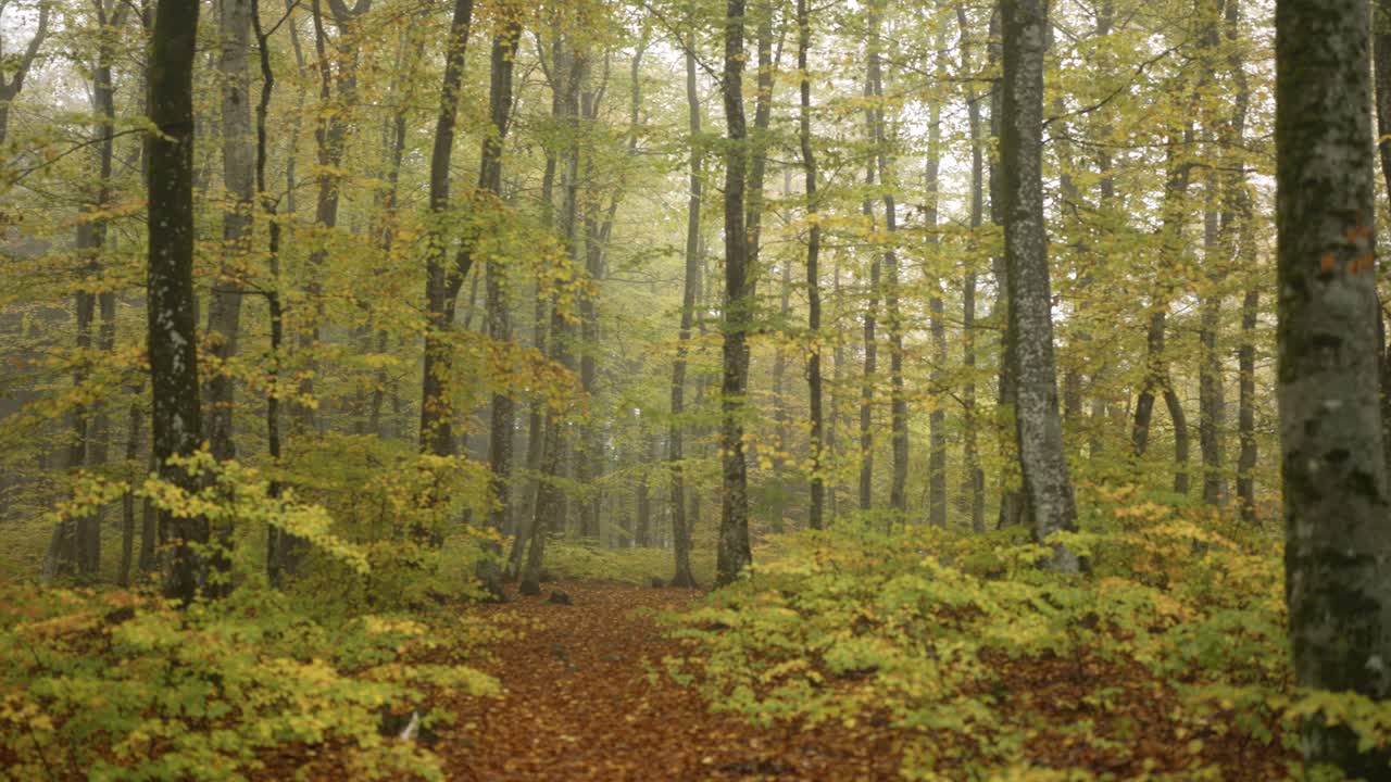 Il sentiero della foresta di autunno nebbioso