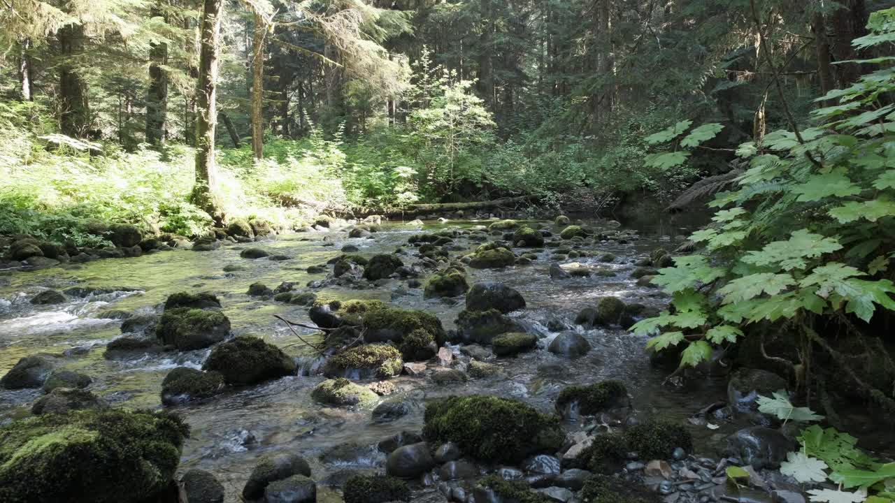 Udsigt opstrøms i en ældgammel kystskov