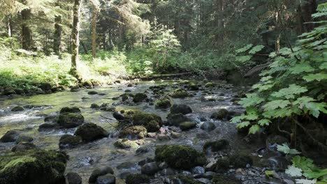 The-view-upstream-in-an-old-growth-coastal-forest