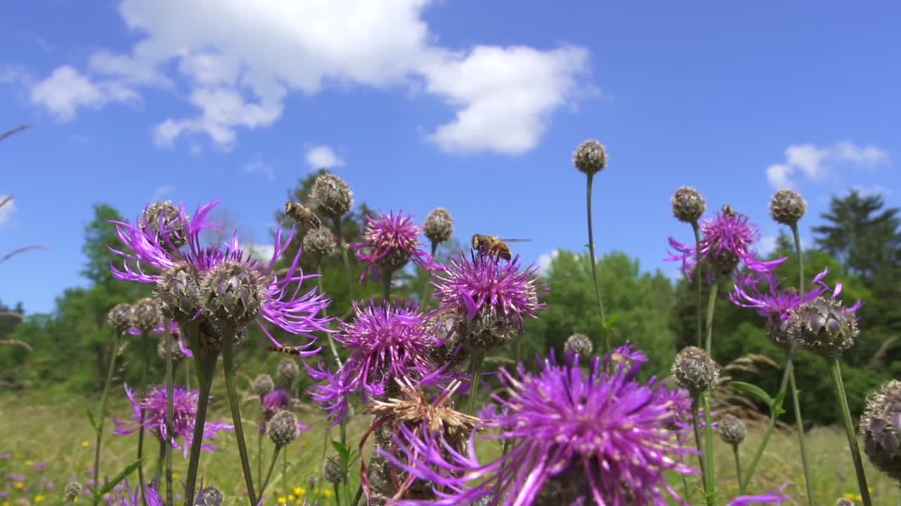 tiro de carro lento de abejas recolectando miel del campo de flores con cielo azul en segundo plano