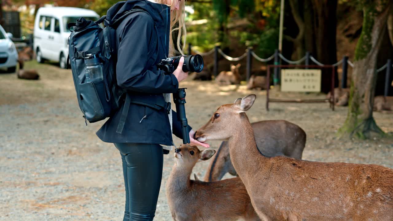 A serene moment of a young woman feeding friendly deer in the picturesque Nara Park, Japan.