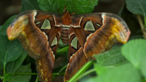 butterfly macro 27