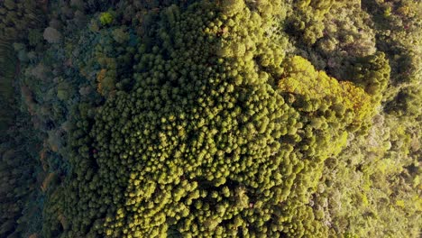 Aerial-top-down-view-of-forest-in-Indonesia-at-sunrise