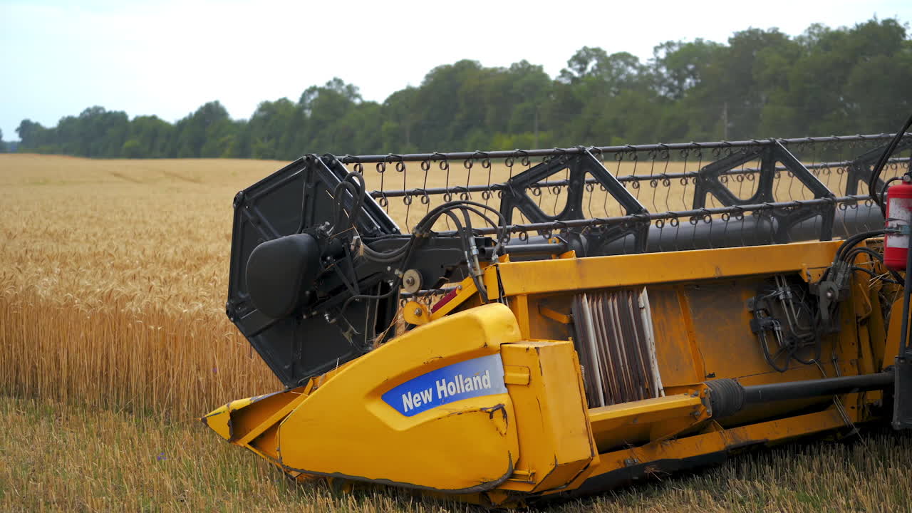 Harvester machine working in field. Combine harvesting in field of golden wheat