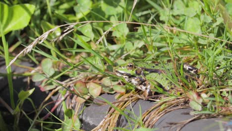 a closeup of a green frog at the lake