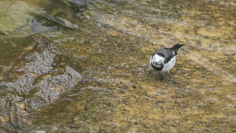 close-up white wagtail or amur wagtail bird eating green algae in shallow running creek water flow on autumn day, siberia