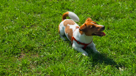 jack russell terrier in a grassy field