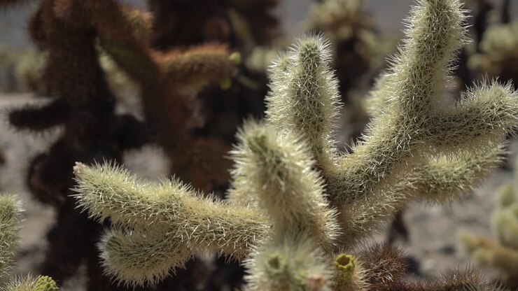 Primo piano di Joshua Tree nella Yucca Valley, California, USA, pianta del deserto in una calda giornata di sole