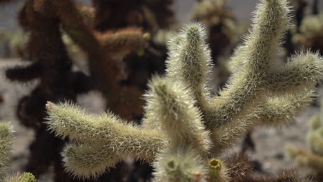 Close-Up-of-Joshua-Tree-in-Yucca-Valley,-California-USA,-Desert-Plant-on-Hot-Sunny-Day