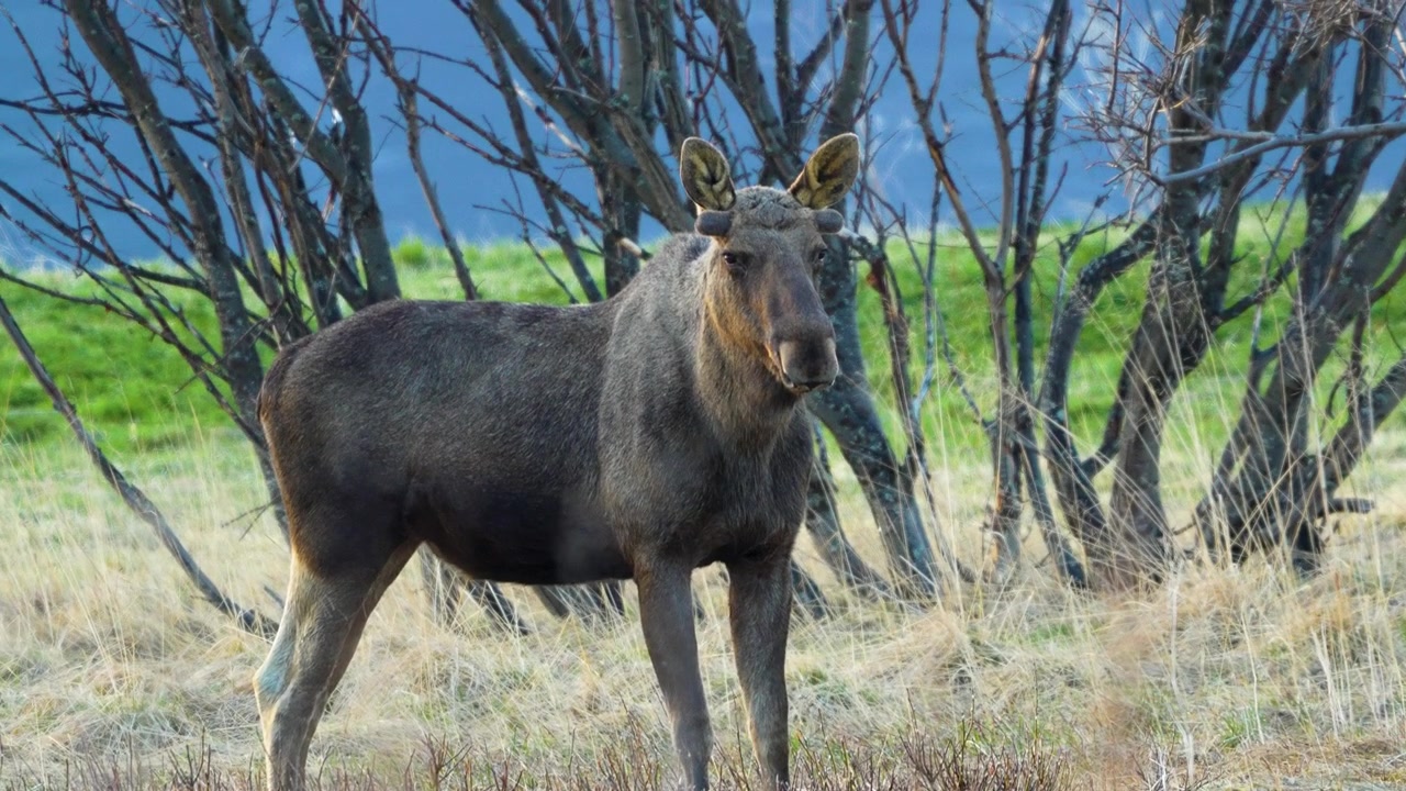 Grande alce in piedi in un campo, con il fiato ghiacciato.
