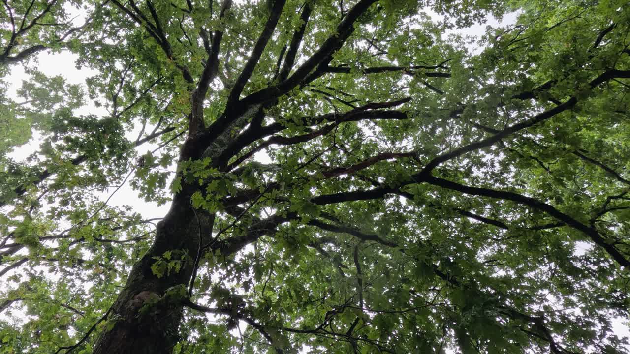Camera looks up into canopy of tall mature oak tree, raindrops falling