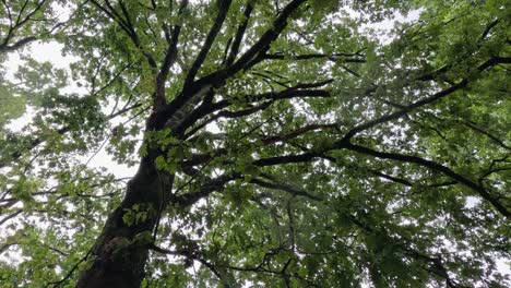 camera looks up into canopy of tall mature oak tree, raindrops falling
