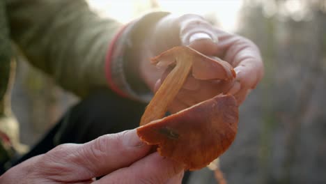 Farmer-Cutting-In-Half-Wild-Edible-Mushrooms-In-Daylight