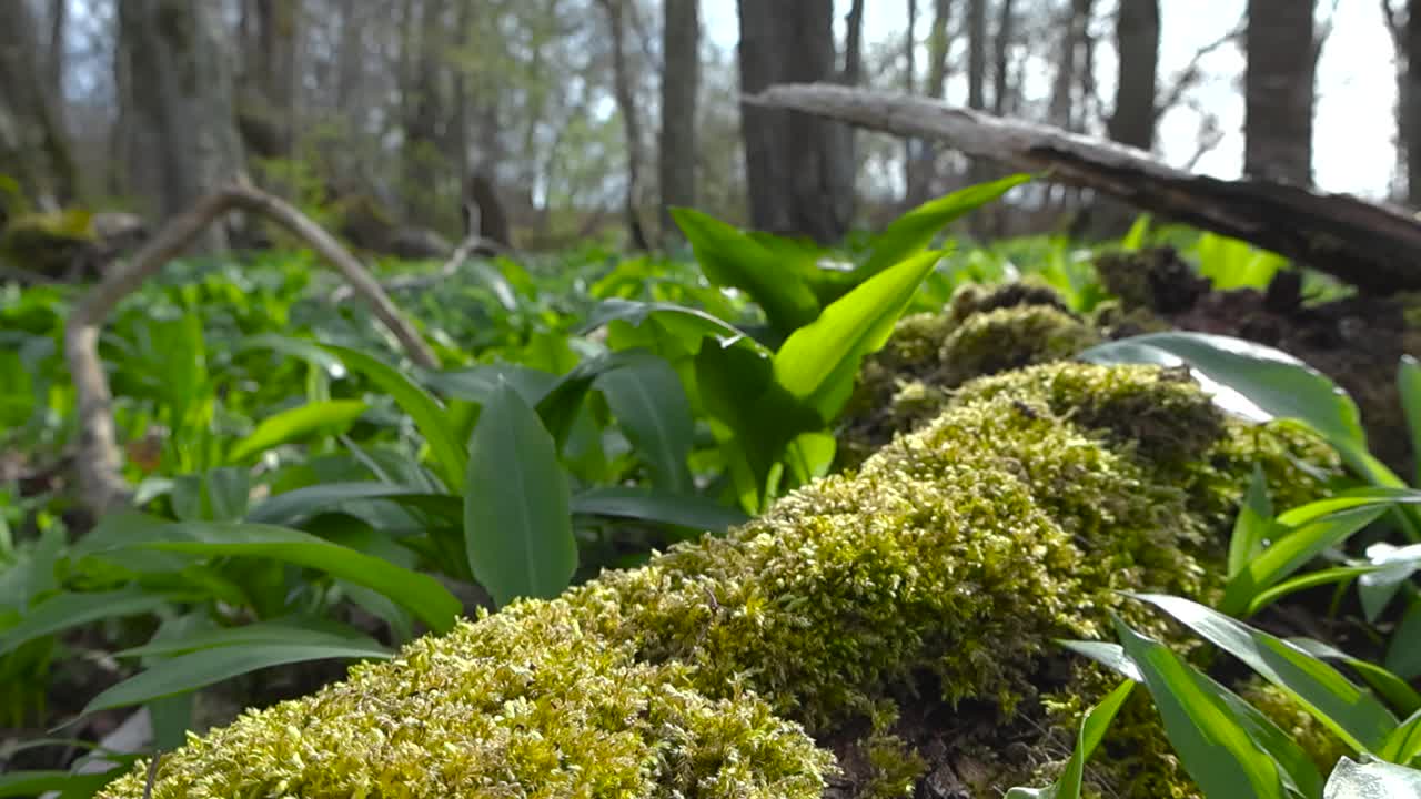 Fallen mossy tree trunk on forest floor with wild garlic growing around. Sunlight casting a warm glow over green leaves gently swaying in wind. Fresh bear garlic leaves in spring sunny woodland meadow
