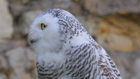 El-Búho-Nival-(bubo-Scandiacus)-Es-Un-Búho-Grande-Y-Blanco-De-La-Verdadera-Familia-De-Los-Búhos.-A-Veces-También-Se-Le-Conoce,-Con-Menos-Frecuencia,-Como-Búho-Polar,-Búho-Blanco-Y-Búho-ártico.