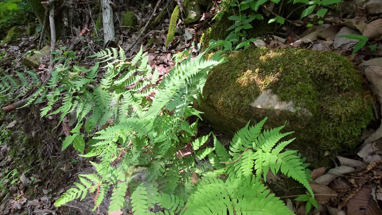 Camera tilts up from lush ferns and mossy rock to reveal tangled branches and dense greenery in Maninsan Ecological Park