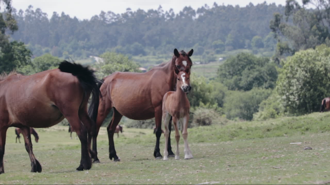 manada de caballos en un llano en cámara lenta