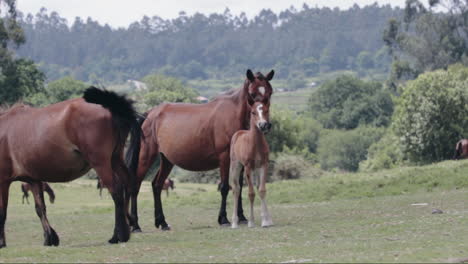 Manada-De-Caballos-En-Un-Llano-En-Cámara-Lenta